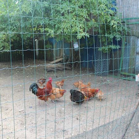 Agroturystyka Kociewiak Szteklin Экстерьер фото